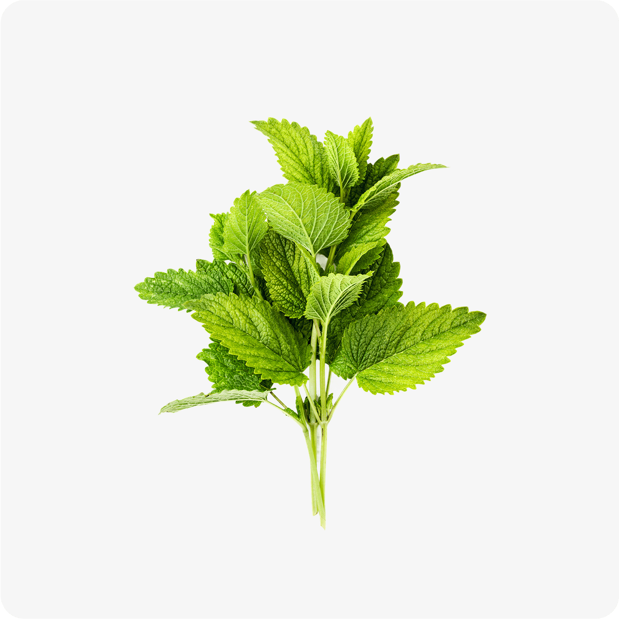 Relissa®: A Patented Lemon Balm for Sleep - Forus