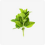 Relissa™ Lemon Balm Extract